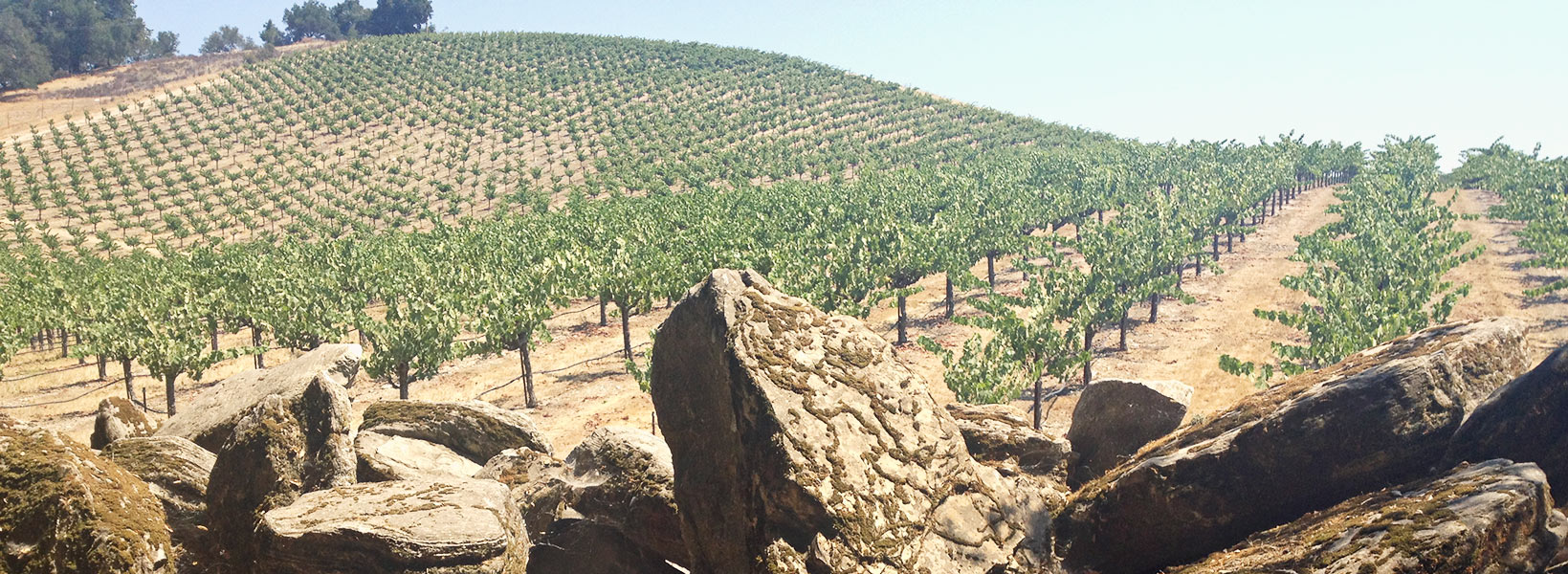 Turtle Rock Vineyard
